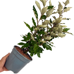 Elaeagnus Crispy | 3L Pot