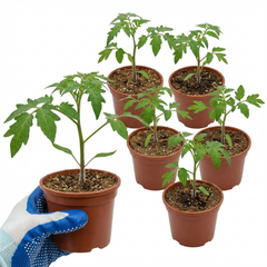 Set of 3 or 6 Large Plants - Tomato Growers Selection Variety, Outdoor Garden Ready, 10.5 cm