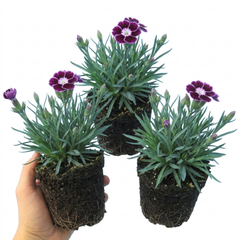 Set of 3 or 6 Large Plants - Dianthus Oscar Purple Star, Outdoor Garden Ready