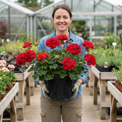 1 Geranium Calliope M Scarlet Red Plant, Large Flowering Summer Garden Ready, 5 Litre Root-Ball