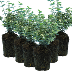 Set of 3 or 6 Euonymus Emerald Gaiety Variegated Hardy Evergreen Shrubs Outdoor Garden Ready Low Maintenance Ground Cover Plants 1 Litre Root Ball