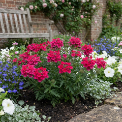 Verbena Trailing Magelana Hot Rose Plants, Summer Bedding Garden Ready, 10.5cm Root-Ball
