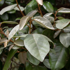 Elaeagnus Ebbingei | 3L Pot