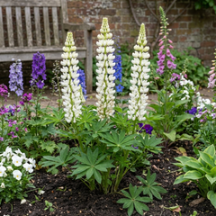 3 Large Plants - Lupin Legendary White, Ready to Plant in Your Garden, Peat Free