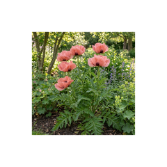 1 Papaver Orientale Waltzing Mathilde, Summer Flowering Hardy Perennial Poppy Plant, 3 Litre Root Ball