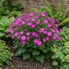 Senetti Pink Bicolour Live Flowering Plant, Bee Friendly, Outdoor Garden Ready, 6.5 Litre Root-Ball