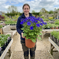Senetti Deep Blue Pericallis Flowering Plant, Spring & Summer Garden Ready, 6.5 Litre Root-Ball