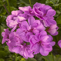 Geranium Sunflair Amethyst | 3 or 6 Large Plants