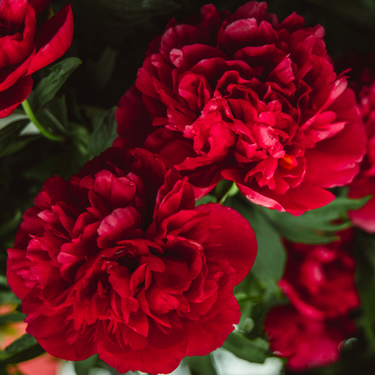 Carnation Dark Red | 3 or 6 1L Pots