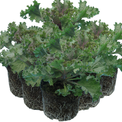 Ornamental Cabbage Rose | 3 or 6 1L Pots