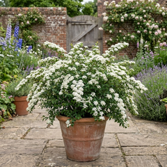 Spiraea Snowmound Plant, Outdoor White Flowering Hardy Compact Shrub, Bee Friendly, 2 Litre Root-Ball