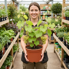 1 Superior Seedless White Grape Vine Plant, Hardy Outdoor Garden Ready, 3 Litre Root-Ball