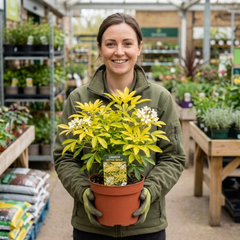 Choisya Aztec Gold Plant, Hardy Evergreen Mexican Orange Blossom Shrub, Litre Root Ball