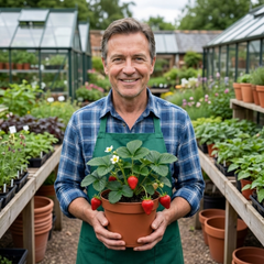 Strawberry Loran Variety, Outdoor Garden Ready, 1L