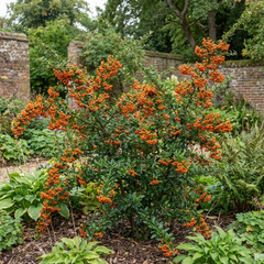 Pyracantha Saphyr Orange Firethorn Plant, Evergreen Hardy Hedge Climbing Shrub, 2 Litre Root Ball