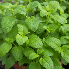 Set of 3 or 6 Lemon Balm Mint Plants Fresh Live Hardy Perennial Herb Garden Ready Plants 1 Litre Root Ball