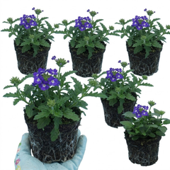 Trailing Verbena Blue Eye Plants, Summer Flowering Hanging Basket Ready, Outdoor Garden Ready, 10.5cm Root-Ball