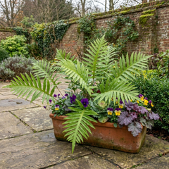 Evergreen Polypodium Vulgare Hardy Fern Plants for Shade Garden, Live Perennial, 11cm Root Ball