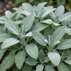Salvia officinalis ‘Berggarten’ Sage Herb Plants, Hardy Perennial Culinary Herb, Outdoor Garden Ready, 1 Litre Root-Ball