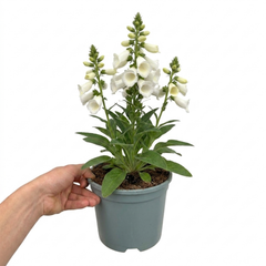1 Digitalis Hanabee White Foxglove Plant, Hardy Perennial, Bee Friendly, 3 Litre Root Ball