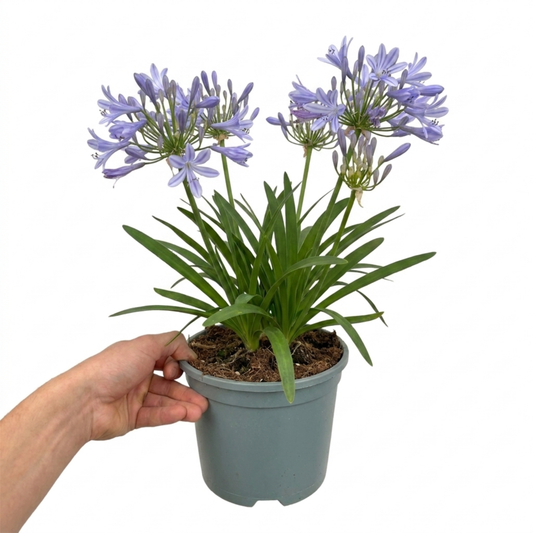 1 Large Plant - Agapanthus Charlotte, Ready to Plant in Your Garden, 2L Pot