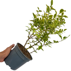 Ligustrum Aureum | 2L Pot