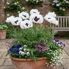 Papaver Orientale Royal Wedding Poppy Plants, Hardy Perennial, Outdoor Garden Ready, 1 Litre Root-Ball