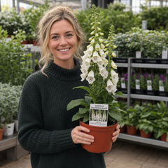 1 Large Plant - Digitalis Dalmatian White, Ready to Plant in Your Garden, 2L Pot
