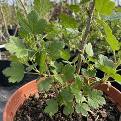 Gooseberry Invicta Bush, Hardy Self Fertile Fruit Plant, Easy Grow Disease Resistant, 2 Litre Root Ball