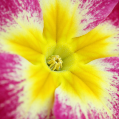 Polyanthus Stella Cherryade | 3 or 6 1L Pots