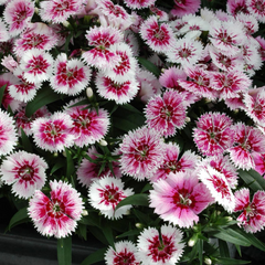 Dianthus White Flame | 3 or 6 Plants