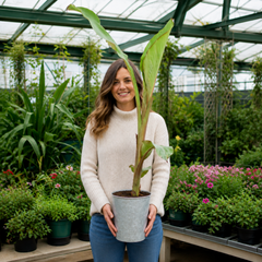 Banana Tree 3L (100–120 cm Tall) in Nursery Pot