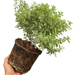 Pittosporum Silver Ball | 3L Pot