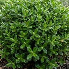 1 Hebe Emerald Gem Hardy Perennial Plant, Compact Evergreen Flowering Shrub, 2 Litre Root Ball