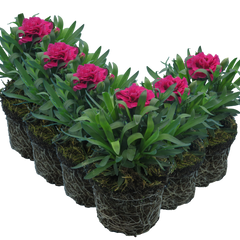 Carnation Oscar | 3 or 6 1L Pots