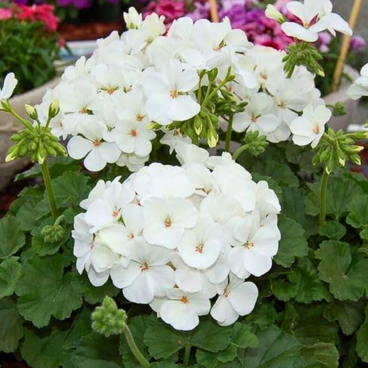 Geranium Toscana Erika | 3 or 6 1L Pots