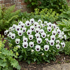 Pansy White with Blotch Plants, Hardy Spring & Autumn Flowering Bedding, Litre Root Ball