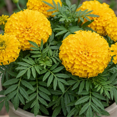 1 Large Plant - Marigold African Taishan Yellow, Outdoor Garden Ready, 2L Pot