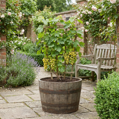 1 Grape Vine Vitis Exalta White Plant, Hardy Outdoor Garden Ready, 3 Litre Root-Ball
