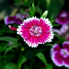 Dianthus Violet Picotee | 3 or 6 Plants