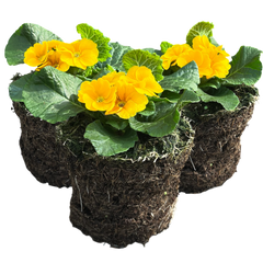 Primrose Orange | 3 or 6 1L Pots