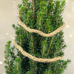 Christmas tree in sack with lights