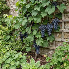 Grape Vine Plant Vitis Black Hambourg, Hardy Outdoor Garden Ready, 3 Litre Root Ball