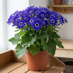 Senetti Deep Blue, Outdoor Garden Ready, 2L Pot
