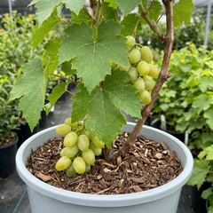 1 Large Plant - Grape Vitis Victoria White, Outdoor Garden Ready, 3L Pot