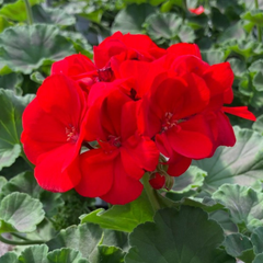 Geranium Toscana Senna | 3 or 6 1L Pots