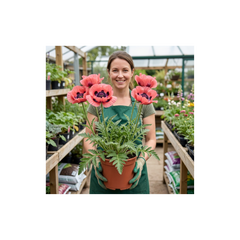 1 Papaver Orientale Waltzing Mathilde, Summer Flowering Hardy Perennial Poppy Plant, 3 Litre Root Ball
