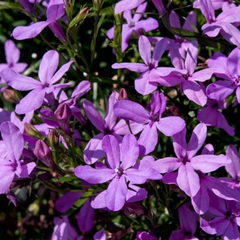 Lobelia Springs Lavender | 3 or 6 1L Pots