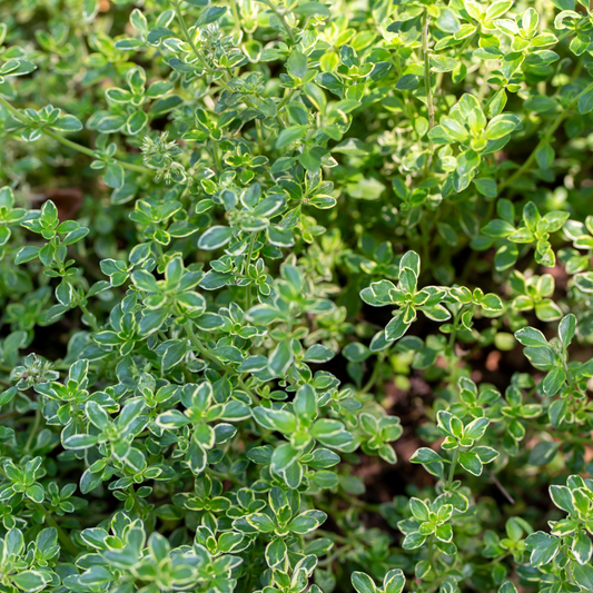 Thyme Lemon Variegated | 3 or 6 1L Pots