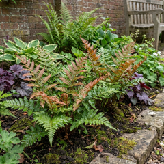 Japanese Shield Fern Dryopteris Erythrosora Prolifica, Hardy Shade Perennial Plants, 1 Litre Root Ball